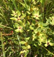 Image of Myrtle-Leaf St. John's-Wort