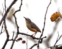 Sylvietta rufescens pallida Alexander 1899的圖片