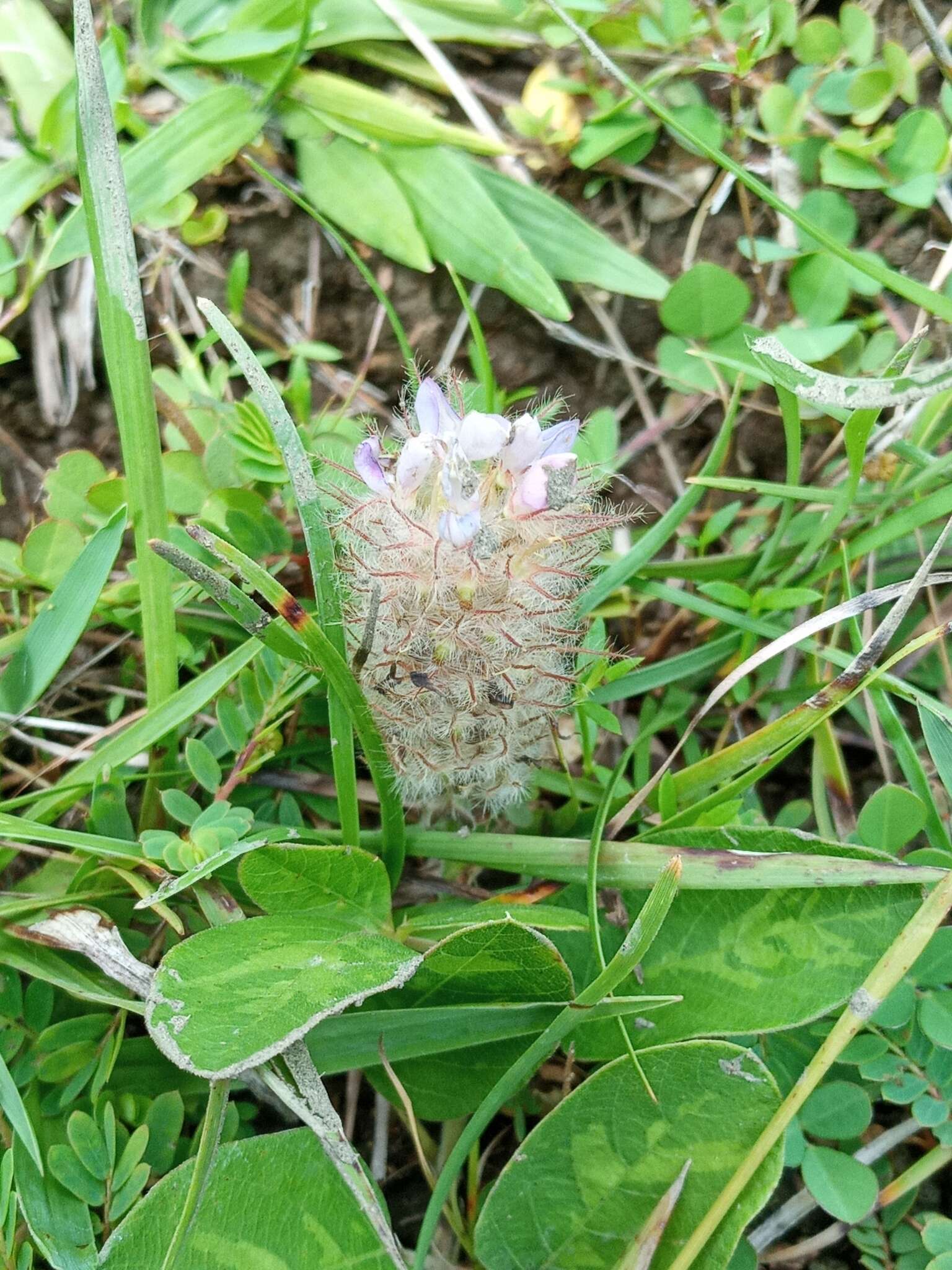 Imagem de Uraria lagopodioides DC.