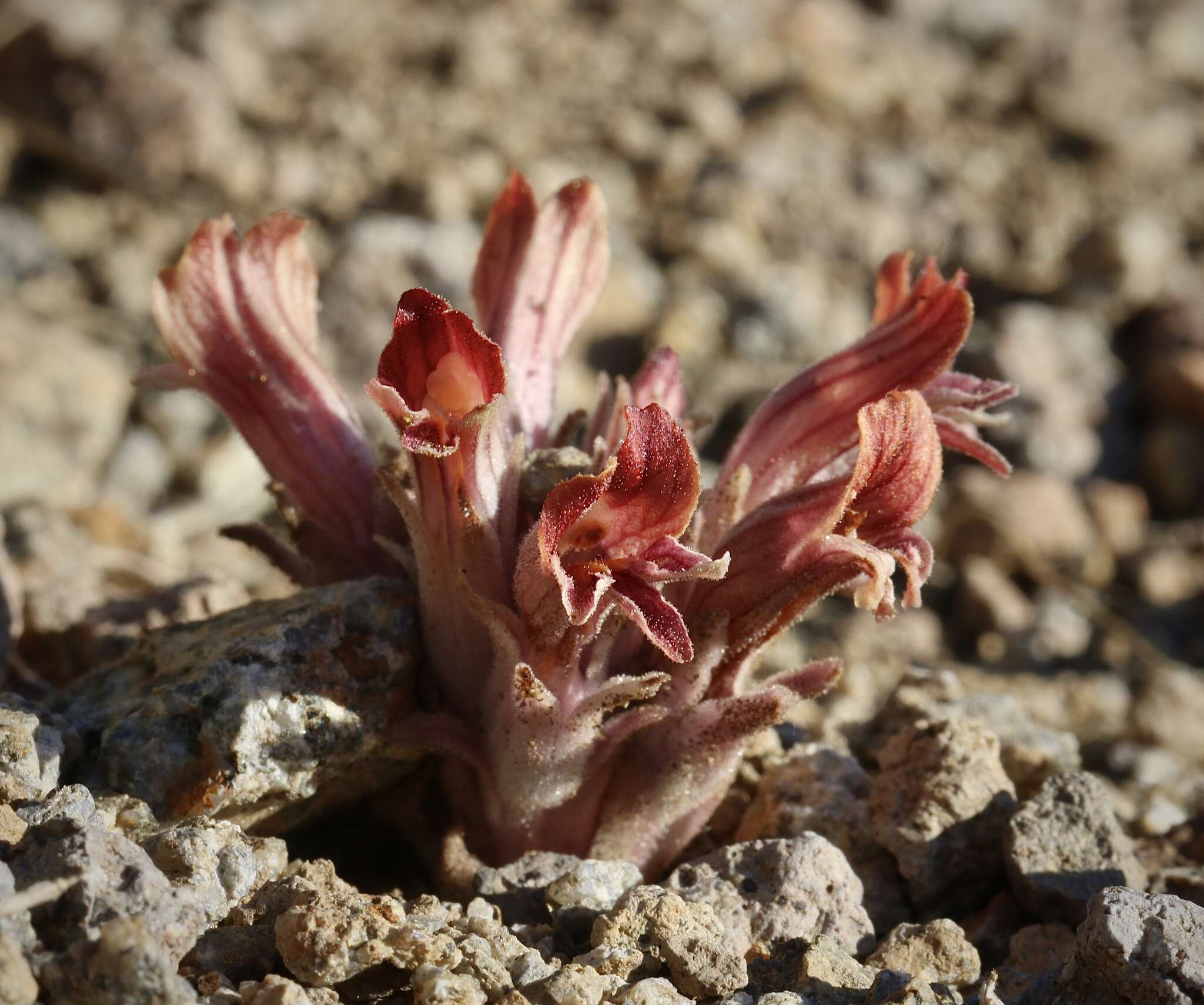 Image of Aphyllon corymbosum (Rydb.) A. C. Schneid.