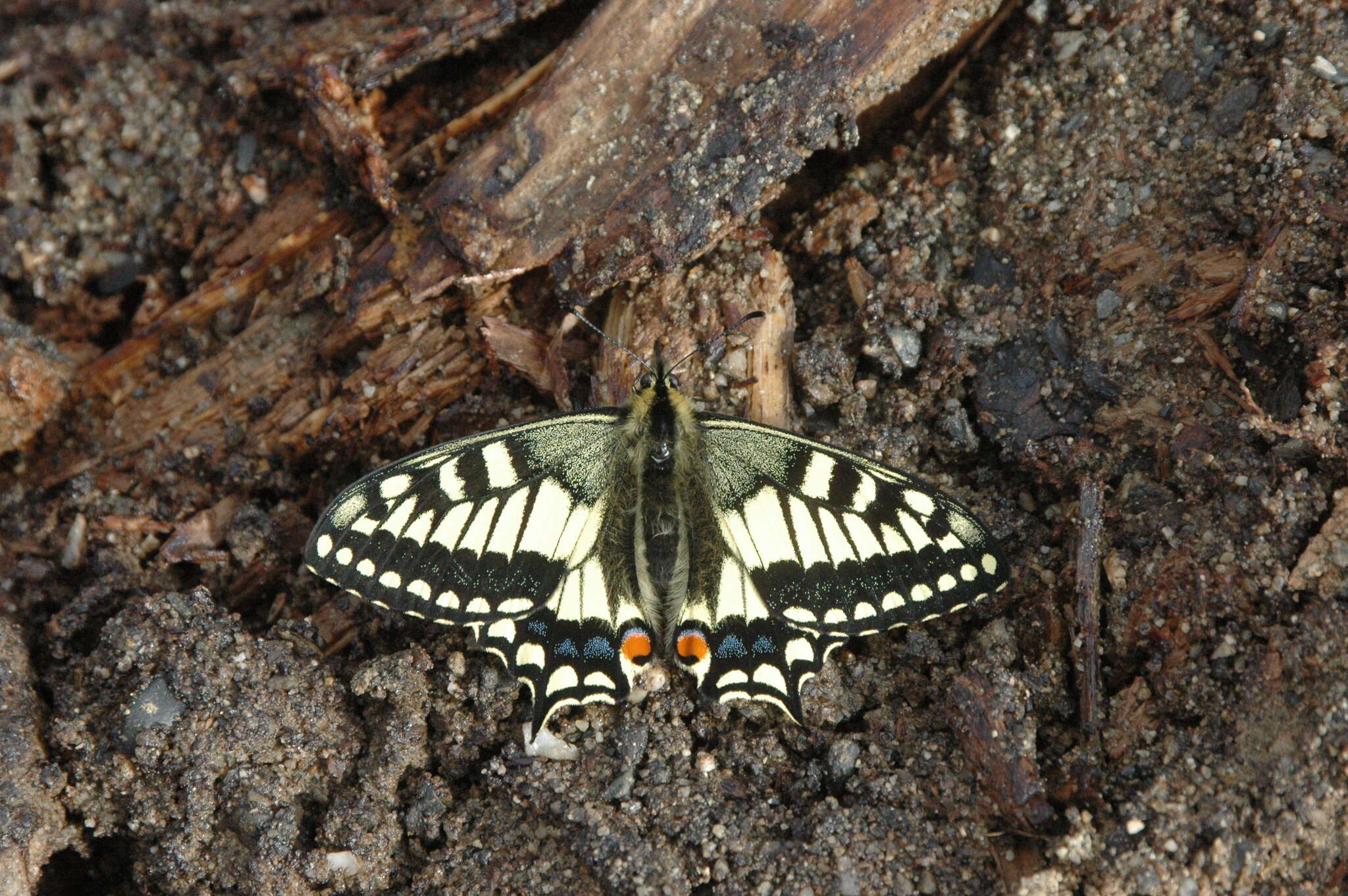 Image of <i>Papilio machaon aliaska</i>