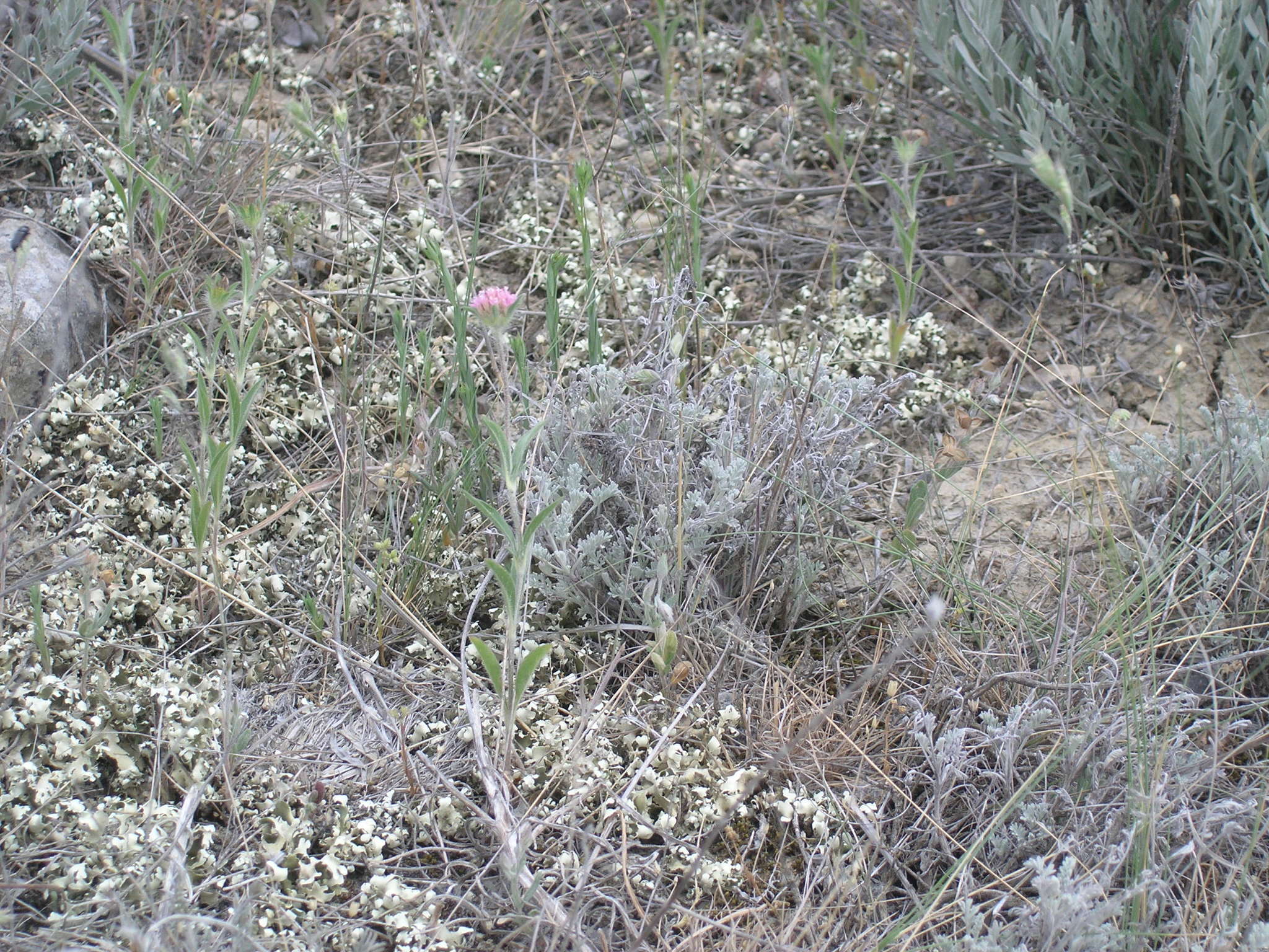 Image of Lomelosia micrantha (Desf.) W. Greuter & Burdet