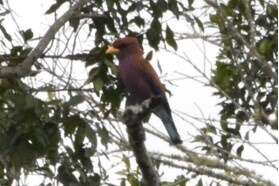 Image of Blue-throated Roller