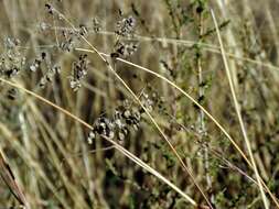 Image of Eragrostis obtusa Munro ex Ficalho & Hiern