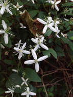 Imagem de Clematis terniflora DC.