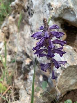 Image of Phelipanche lavandulacea subsp. lavandulacea