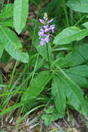 Dactylorhiza urvilleana (Steud.) H. Baumann & Künkele resmi