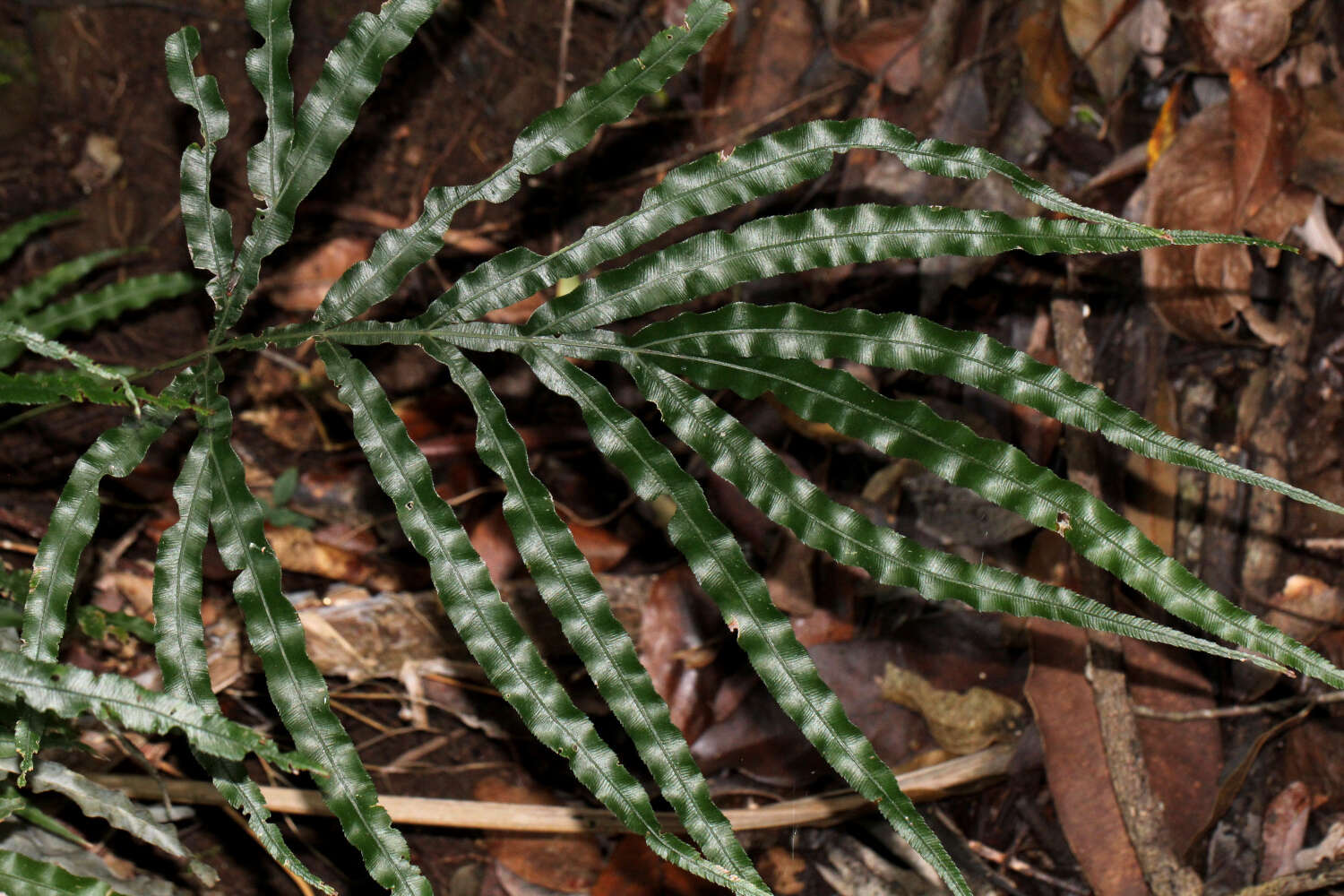 Plancia ëd Pteris umbrosa R. Br.