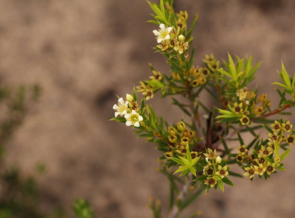 Image of Diosma aristata I. Williams