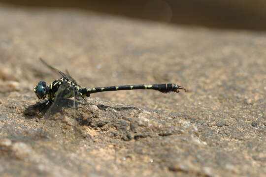 Imagem de Paragomphus henryi (Laidlaw 1928)