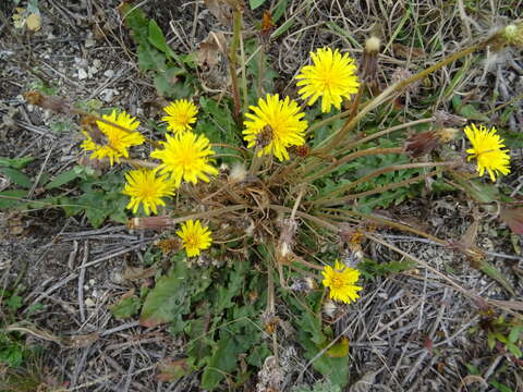 Imagem de Taraxacum bessarabicum (Hornem.) Hand.-Mazz.