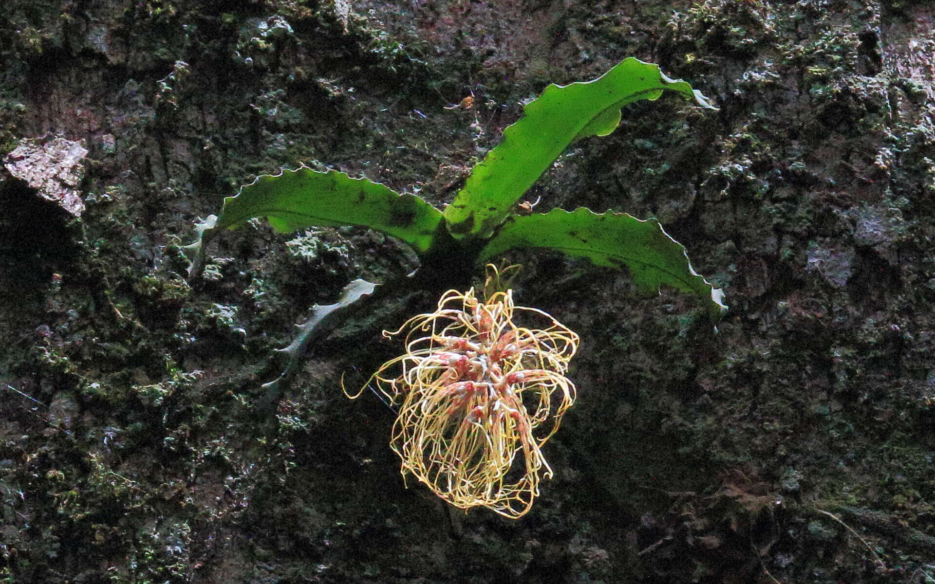 Image of Rhinerrhiza divitiflora (F. Muell. ex Benth.) Rupp