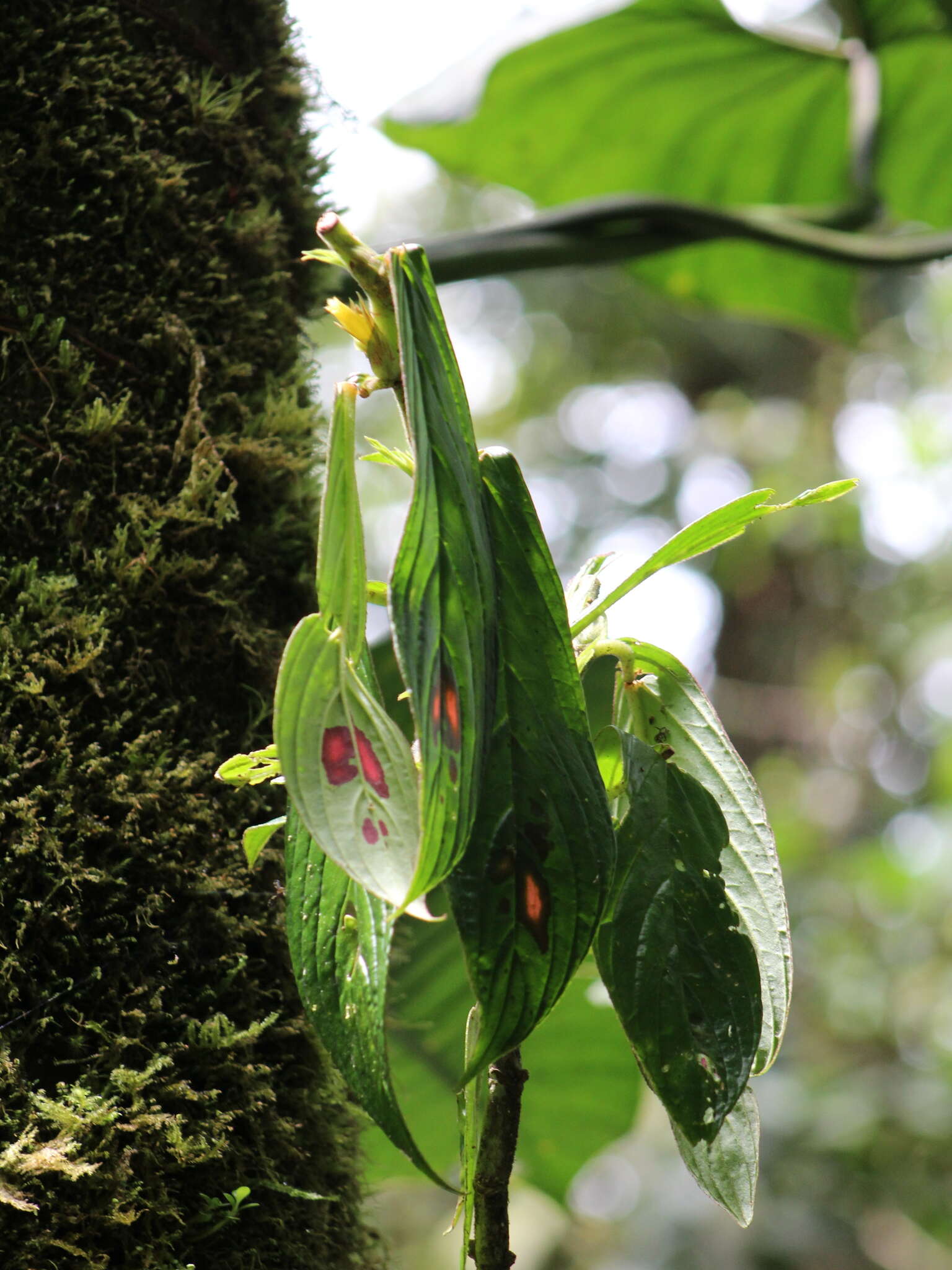 Imagem de Columnea consanguinea Hanst.