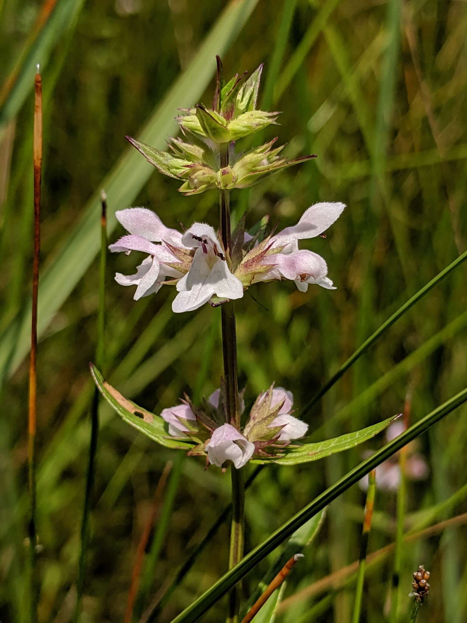 Image of Stachys hyssopifolia subsp. hyssopifolia