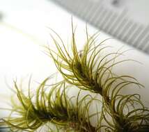 Image of dicranum moss