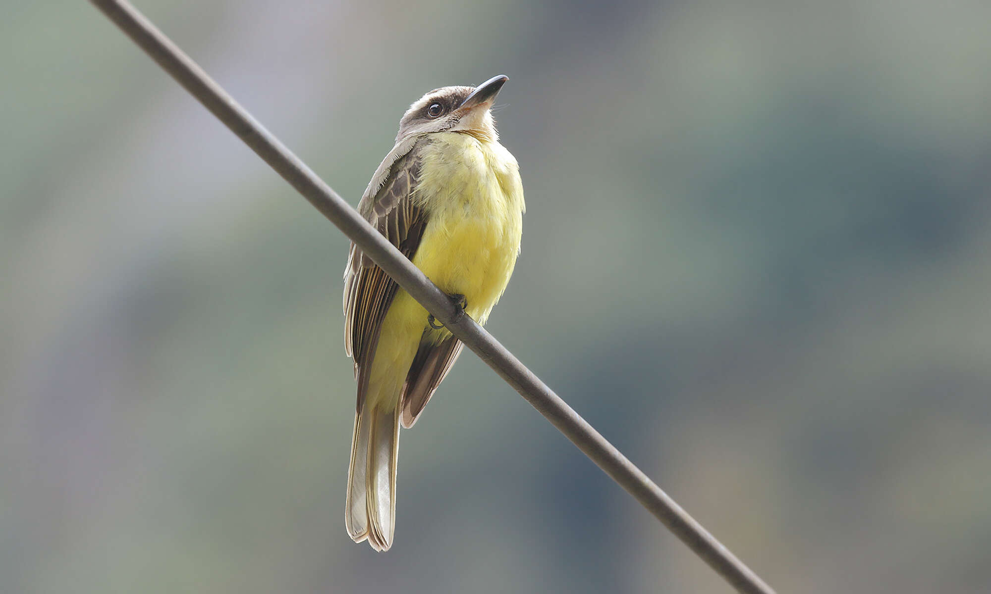 Image of Golden-crowned Flycatcher