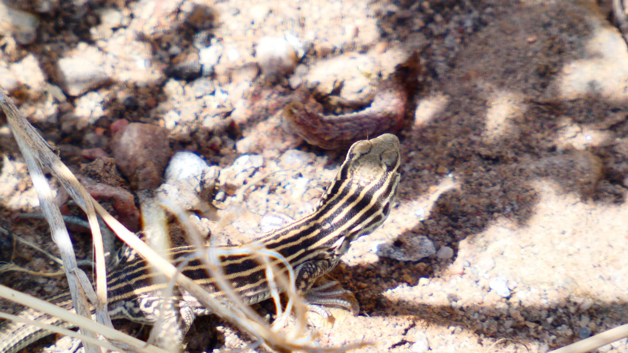 Image of New Mexico whiptail