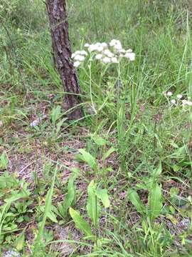 Image of wild quinine