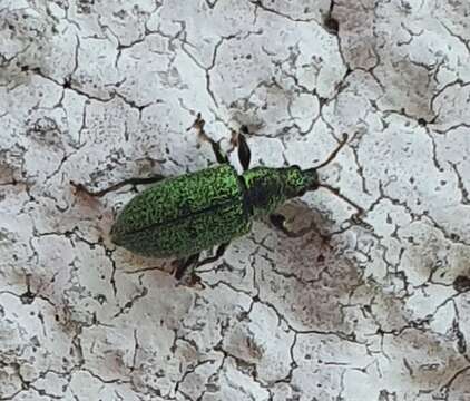 Phyllobius (Phyllobius) betulinus Bechstein & Scharfenberg 1805 resmi