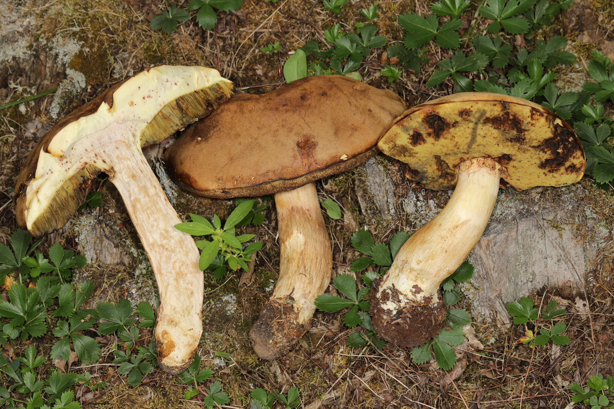 Image of Boletus huronensis A. H. Sm. & Thiers 1971