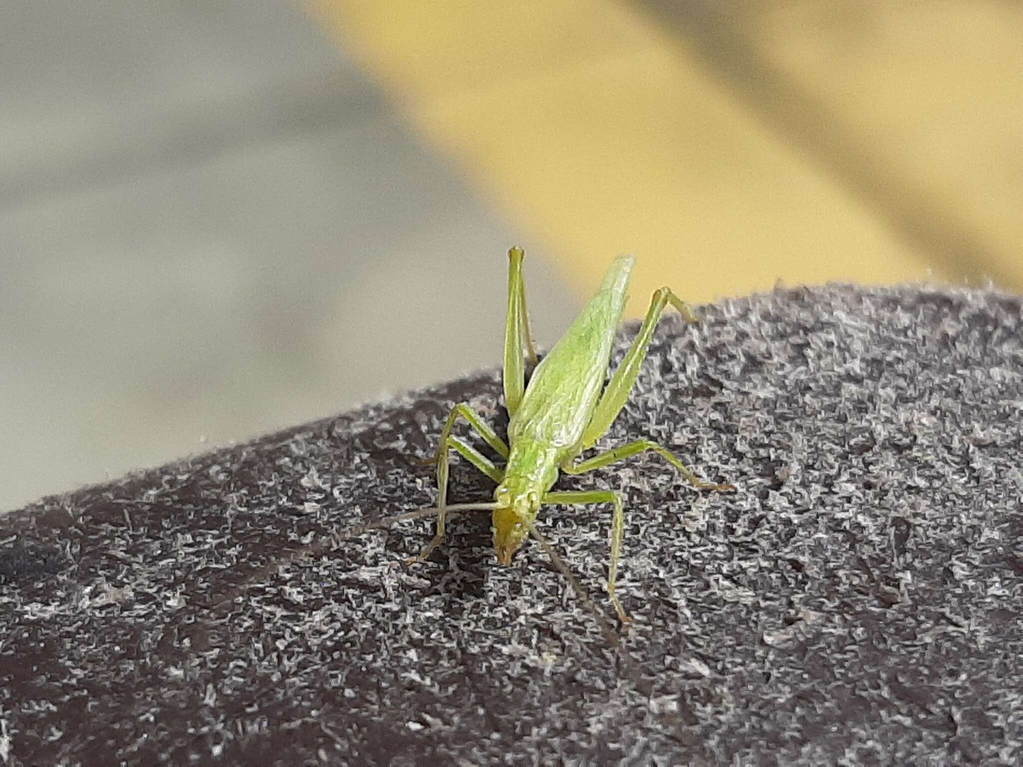 Image of Fast-calling Tree Cricket