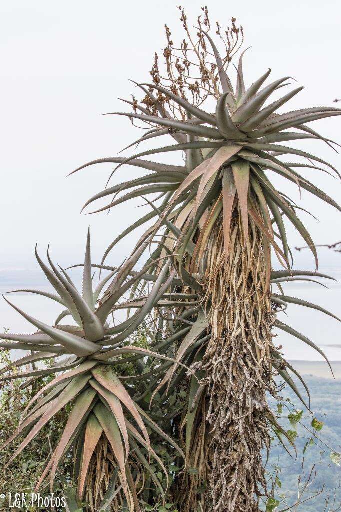 Image of Aloe volkensii Engl.