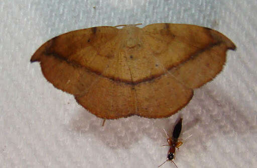 Image of Juniper-twig Geometer