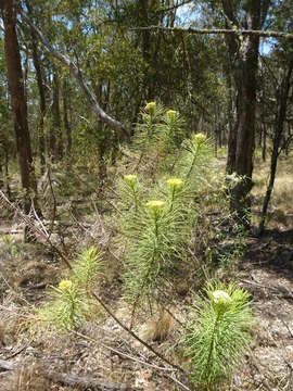 Plancia ëd Cassinia leptocephala F. Müll.