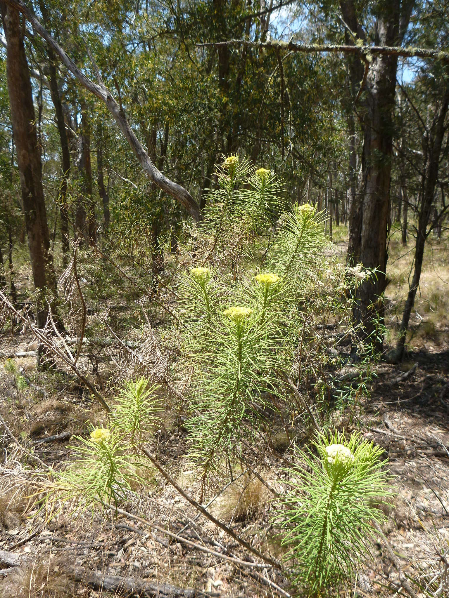 Cassinia leptocephala F. Müll. resmi