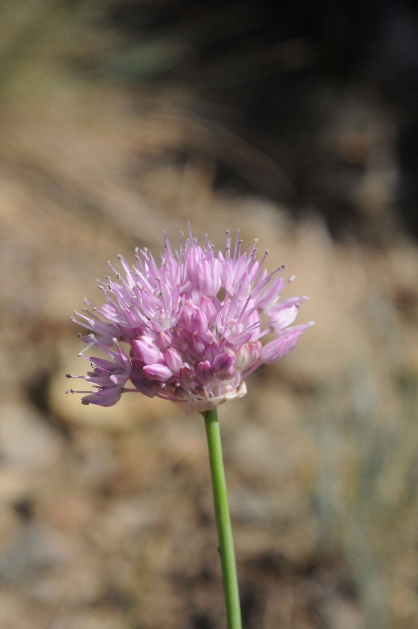 Allium pallasii Murray resmi