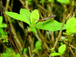 Image de Epidaus sexspinus Hsiao 1979