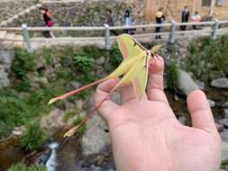 Image of Chinese Luna Moth