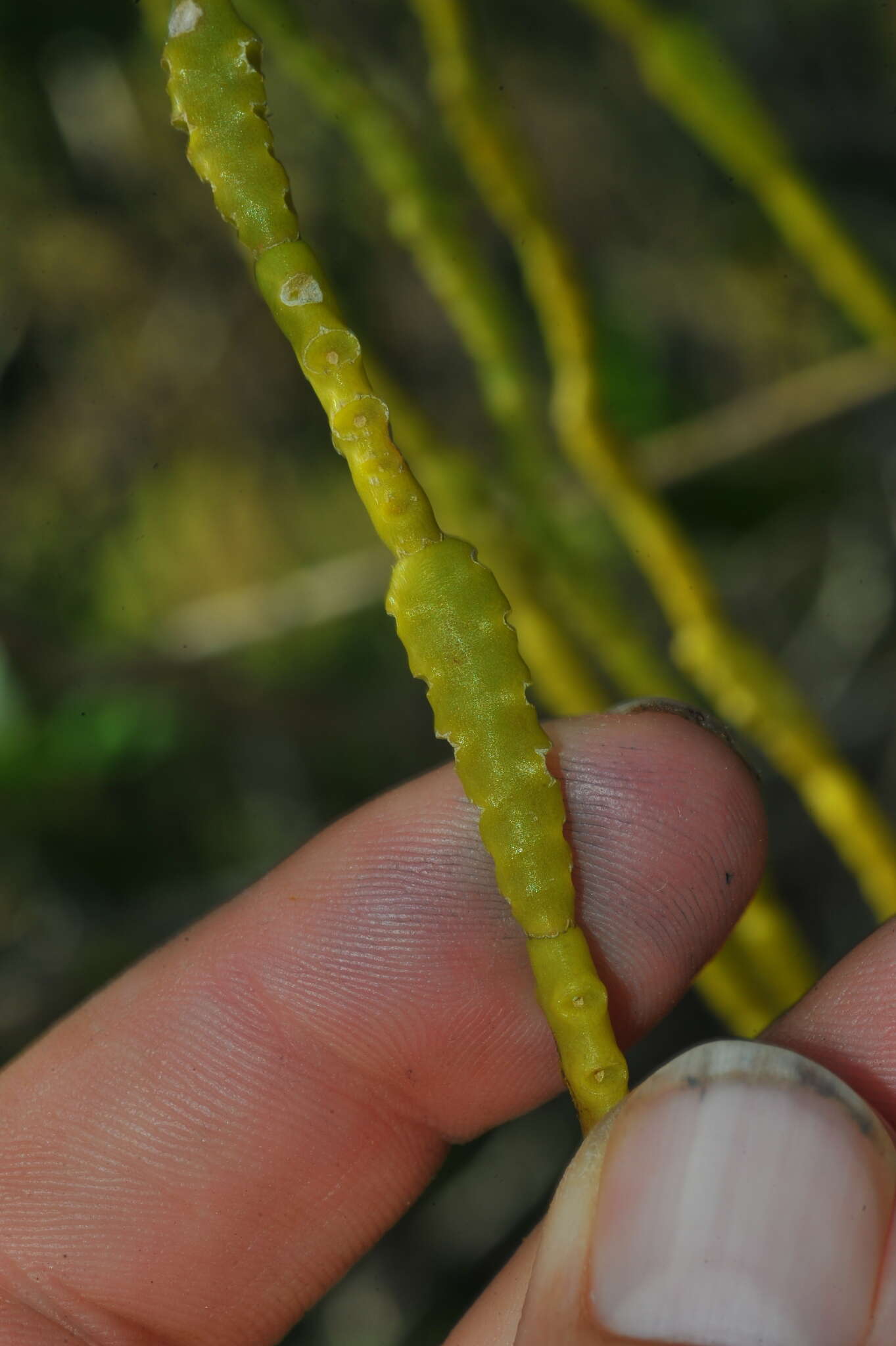 Слика од Dendrophthora remotiflora Urb.