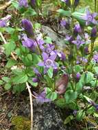 Image of autumn dwarf gentian