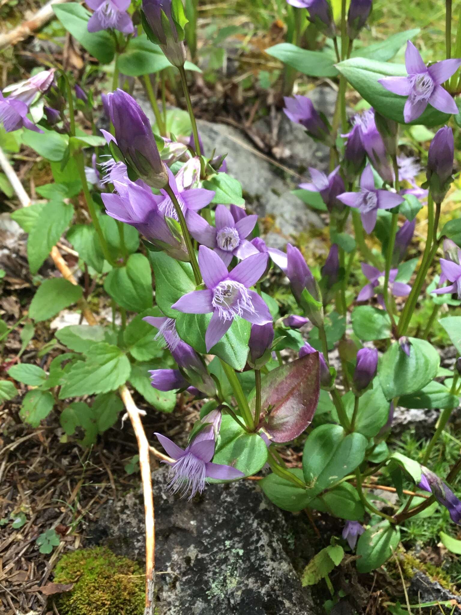 Image of autumn dwarf gentian