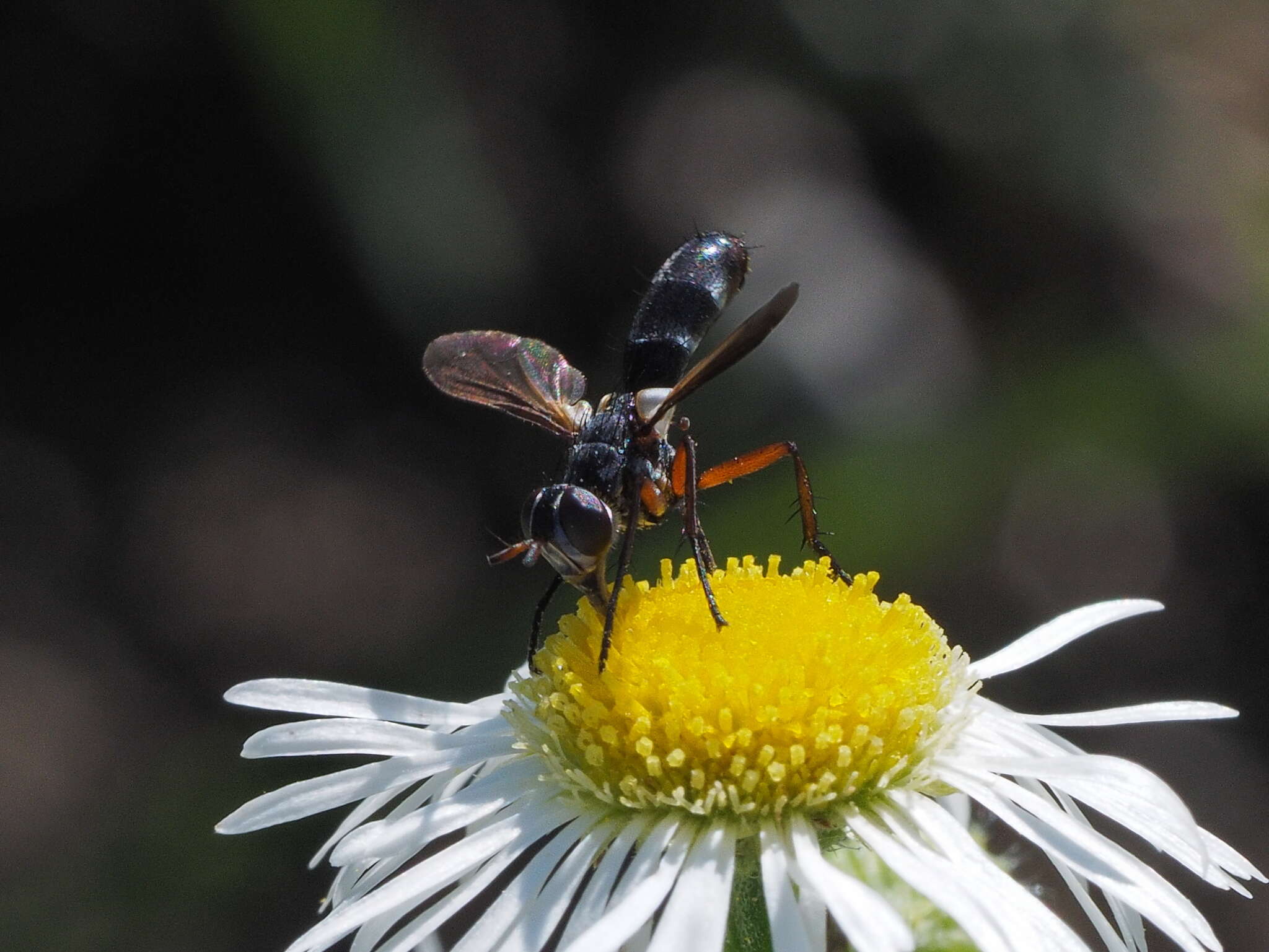 Image of Cylindromyia rufipes (Meigen 1824)