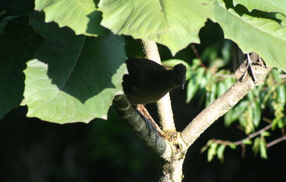 Image of Plain Chachalaca