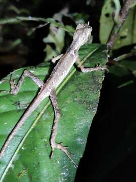 Image of Ornate Earless Agama