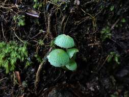 Image of Gliophorus viridis (G. Stev.) E. Horak 1971