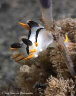 Image of Crowned nudibranch