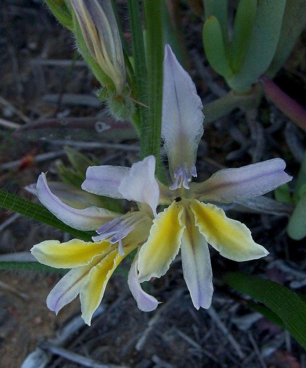 Image of Babiana nana subsp. maculata (Klatt) Goldblatt & J. C. Manning