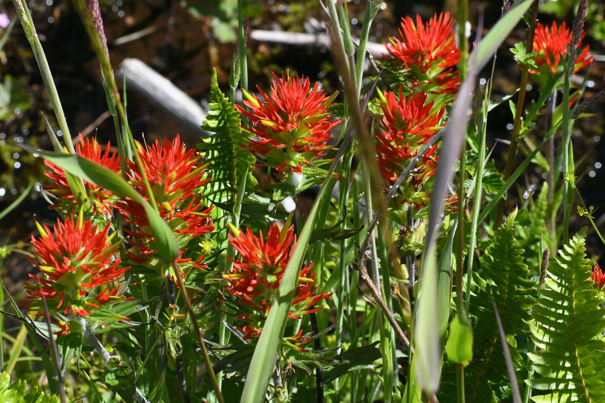 Plancia ëd Castilleja suksdorfii A. Gray