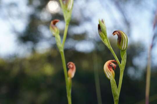 Image of Pterostylis nigricans D. L. Jones & M. A. Clem.