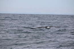 Image of Shy Albatross