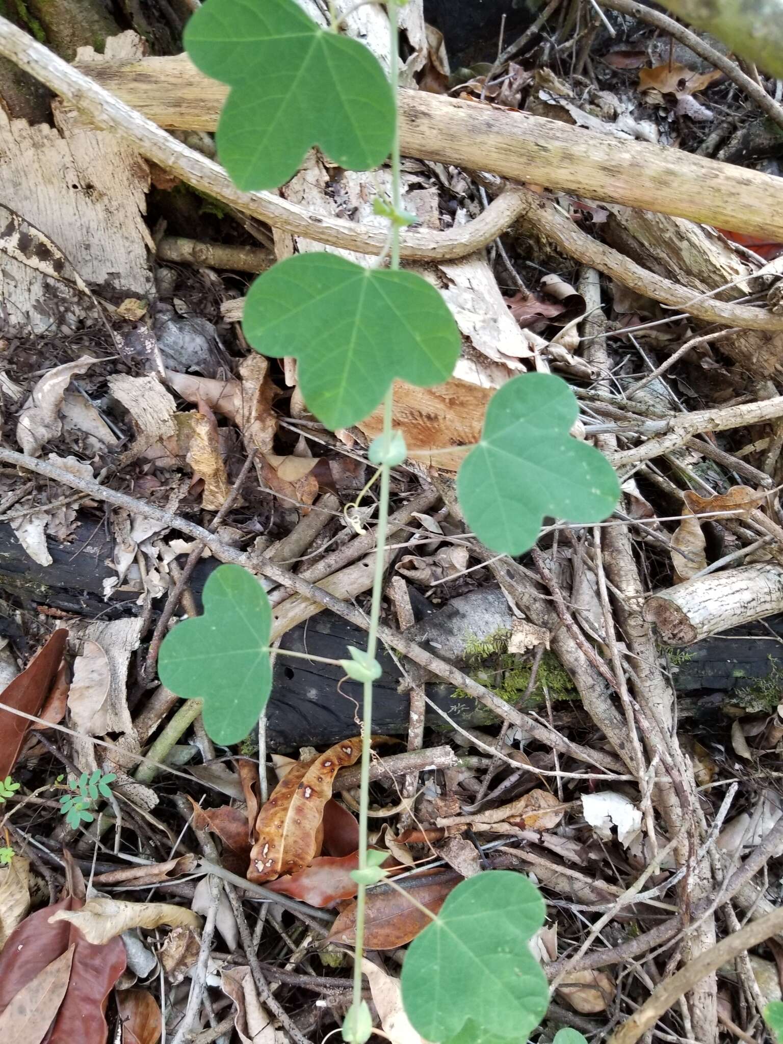 Image of pineland passionflower