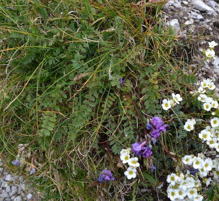 Image de Oxytropis jacquinii Bunge