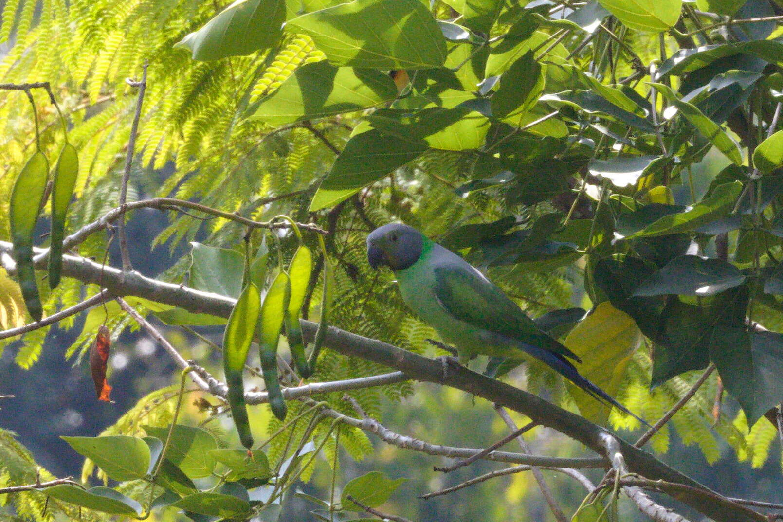 Image of Emerald-collared Parakeet