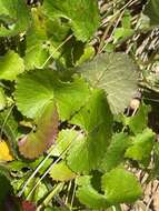 Image of Centella eriantha (Rich.) Drude