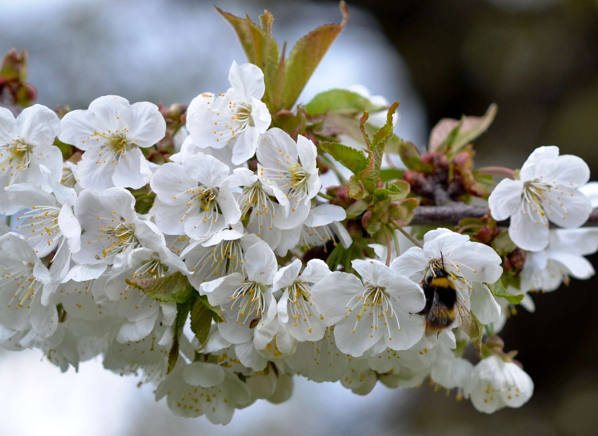 Image of Early bumblebee