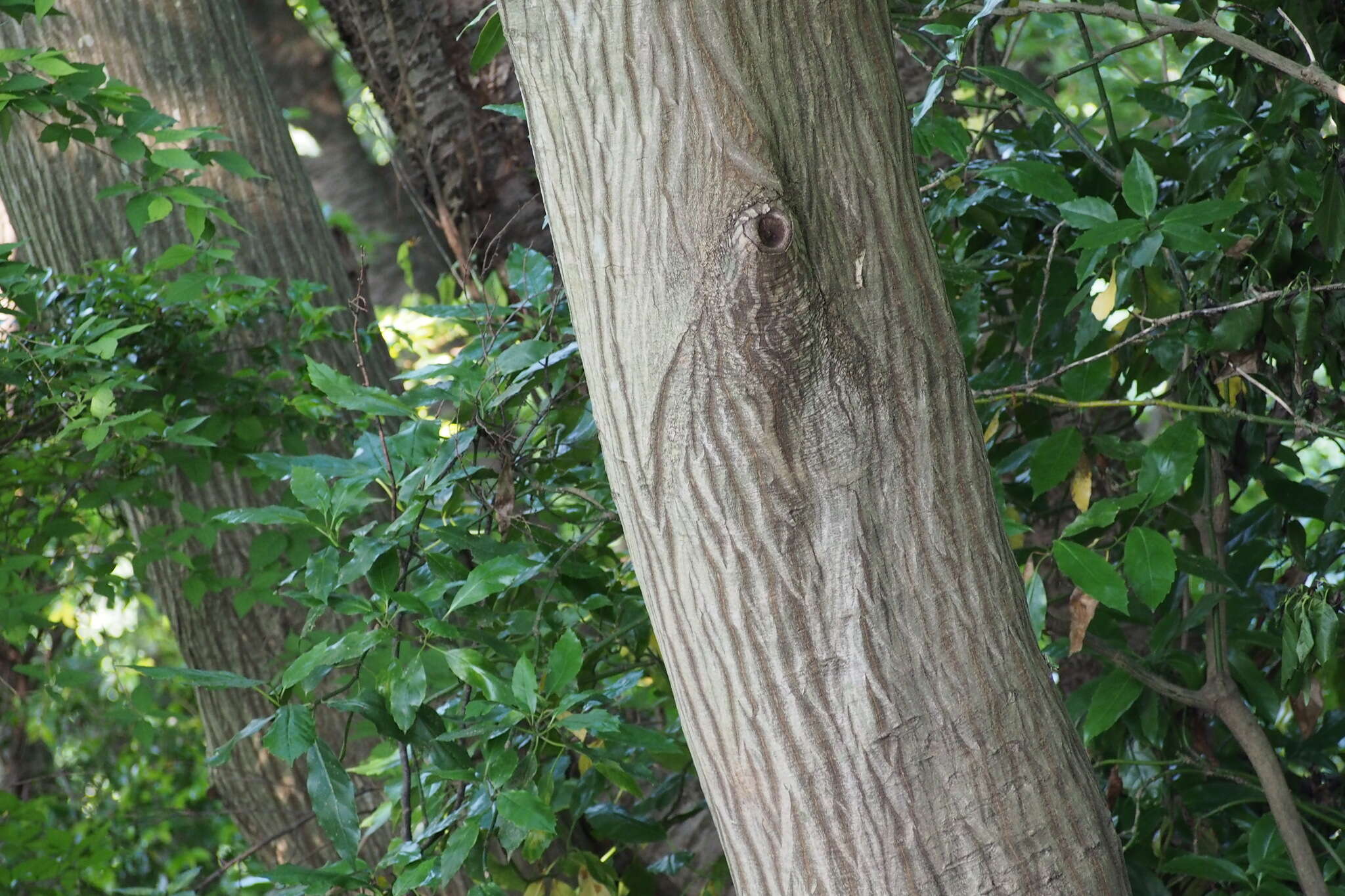 Image of Carpinus tschonoskii Maxim.